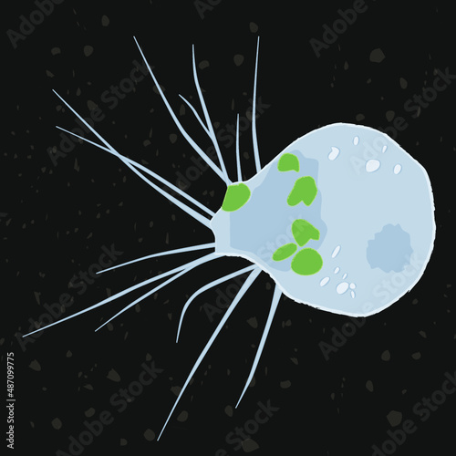 Vector illustration of single-celled eukaryote Cercozoa, Protozoa photo