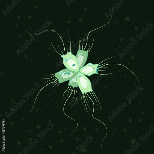 Vector illustration of single-celled eukaryote Choanozoa, Protozoa photo