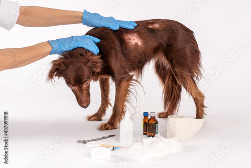 Little brown red dog with horrible scar after surgery, scared face expression during veterinary treatment process, different medicaments arount there. White background, copy space. photo