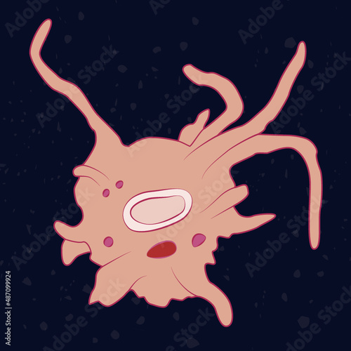 Vector illustration of single-celled eukaryote Lobosa, Protozoa photo