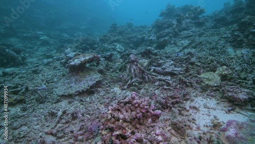 Diving along a degraded and dying coral reef in the tropical Pacific 