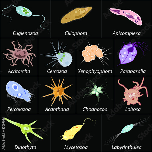 Set of different single-celled eukaryote  Protozoas, Vector illustration
