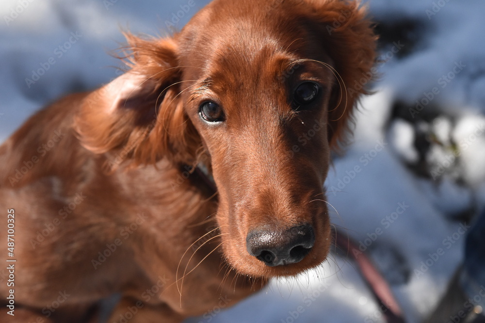 irish red setter puppy portrait