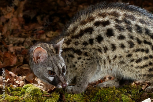 A genet looking towards another animal  photo