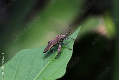 a black heteroptera on the dragon fruit leaf © sendayalor