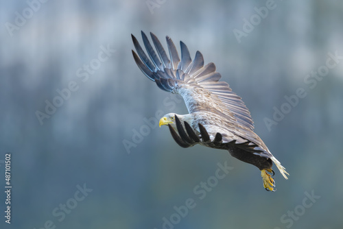 A large bird of prey flying over the meadow, White-tailed Eagle
