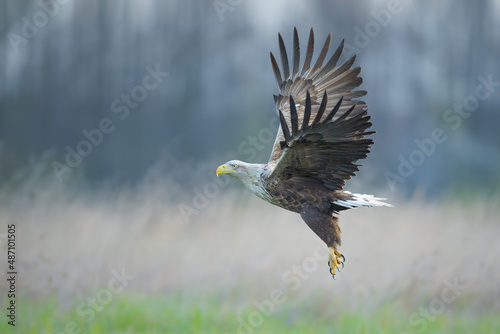 A large bird of prey flying over the meadow, White-tailed Eagle