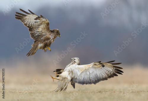 Predators fighting in the meadow, Common Buzzard