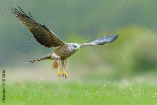 Bird patrolling the meadow on a sunny day, Red Kite