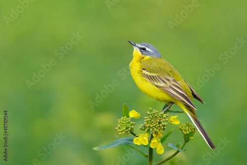 Singing on a spring meadow, Yellow Wagtail