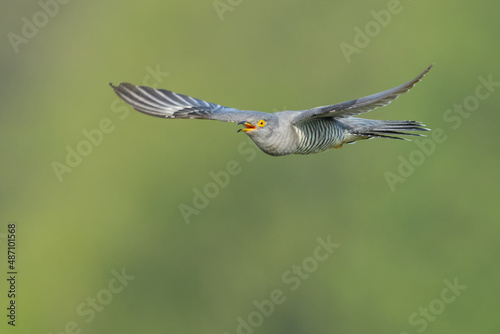 Flirty spring flights in the meadows, Common Cuckoo