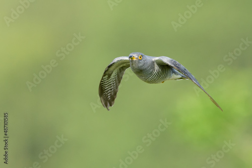 Flirty spring flights in the meadows, Common Cuckoo