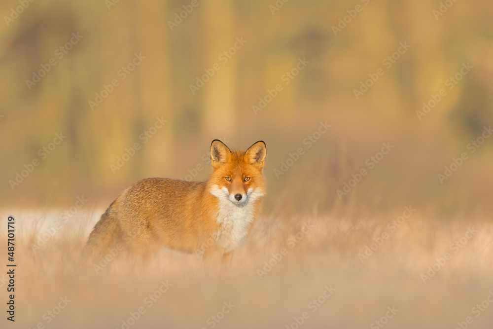 Hunting in a meadow, Red Fox Hunting in a meadow, Red Fox