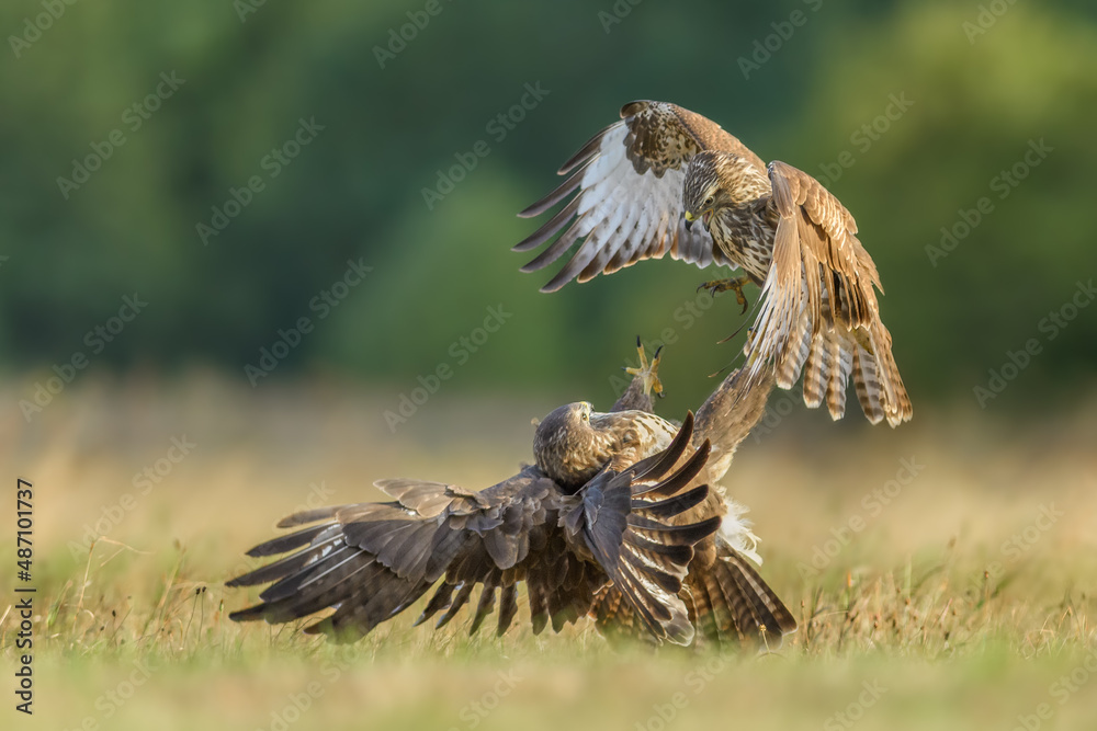 Fototapeta premium Predators fighting in the meadow, Common Buzzard