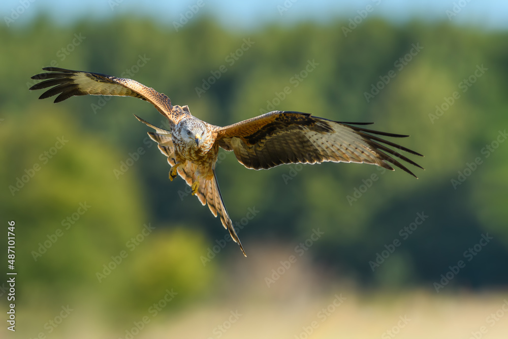 Fototapeta premium Bird patrolling the meadow on a sunny day, Red Kite