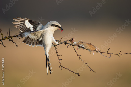 A small predator eats a mouse, Great Grey Shrike