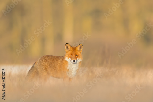 Hunting in a meadow, Red Fox