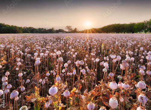 Tableau sur toile Fruits poppy field landscape Agriculture