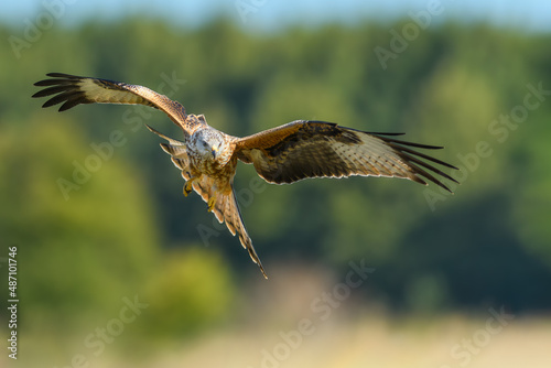 Bird patrolling the meadow on a sunny day, Red Kite