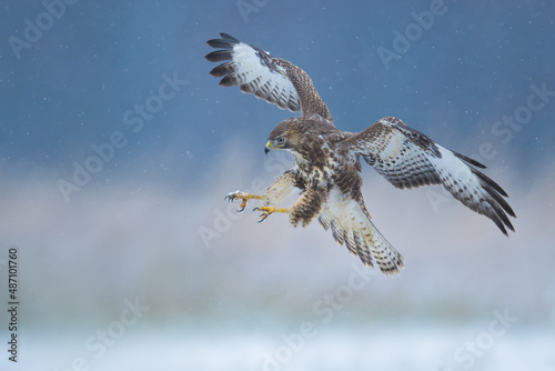 Flying raptor over the meadow at sunrise, Common Buzzard