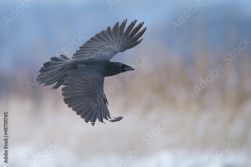 A black big bird lands on a meadow with wings spread, Common Raven