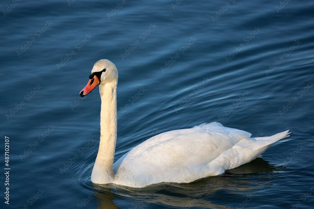 Fototapeta premium a beautiful swan on a river on a sunny day