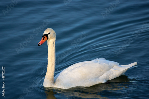 a beautiful swan on a river on a sunny day