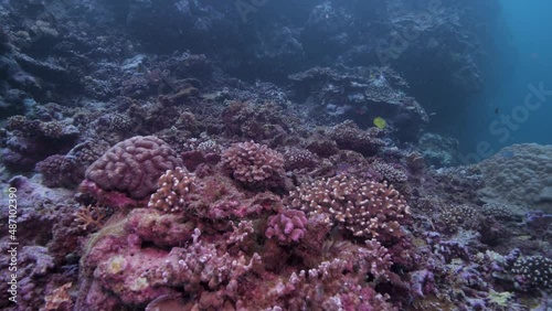 Tropical coral reef in the vicinity of Suva, Fiji's capital city 
