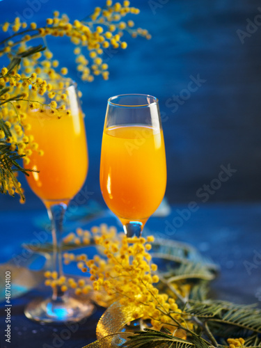 mimosa cocktail in glasses and fresh mimosa flowers . blue background