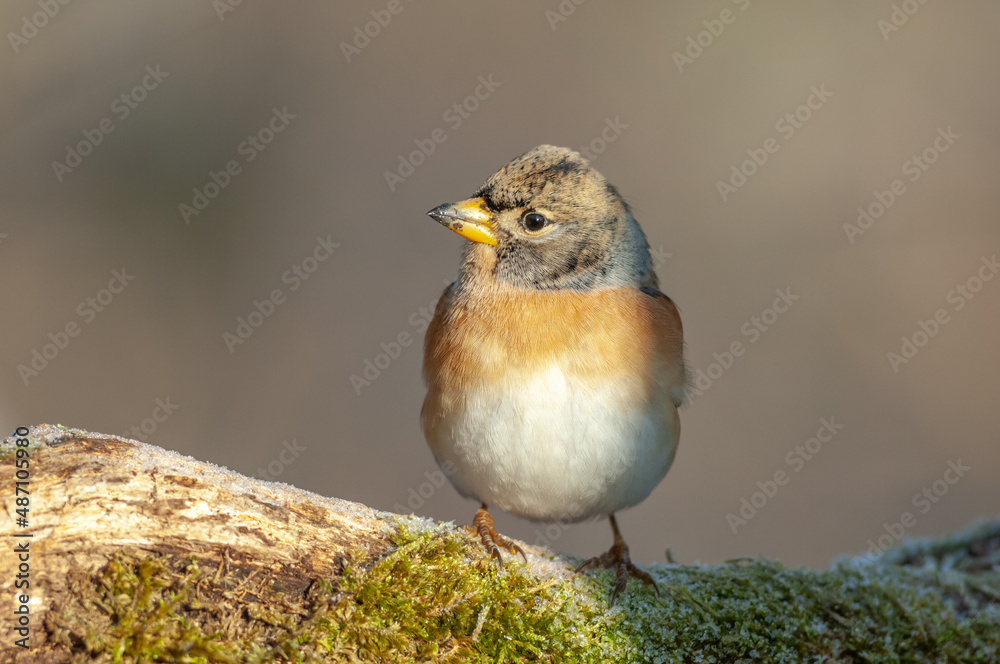 Brambling (Fringilla montifringilla) perched on a branch in the forest in winter. Brambling (Fringilla montifringilla) perched on a branch in the forest in winter.