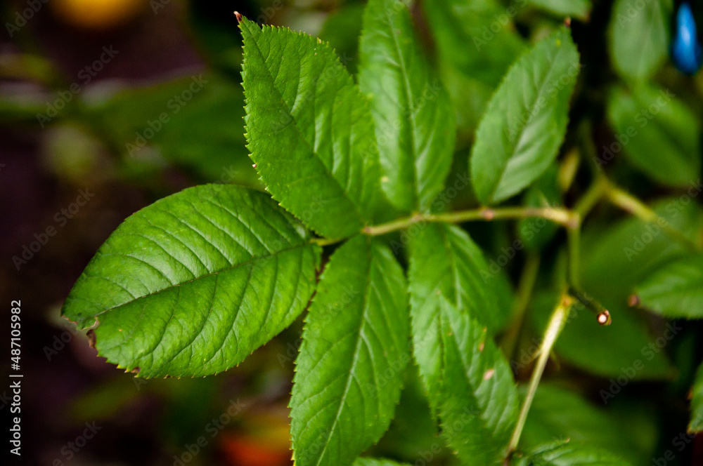 Branch of bush of roses with bright green leaves on the background of brown. Back lighting of the sundown. Warm summer Branch of bush of roses with bright green leaves on the background of brown. Back lighting of the sundown. Warm summer