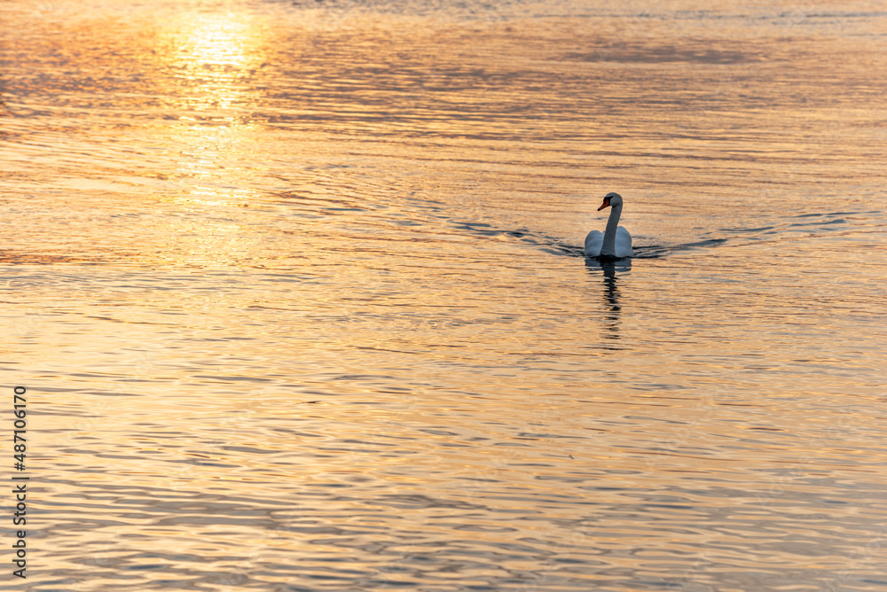 Mute swan swimming on the water surface of the Rhine river between Germany and France at sunset.