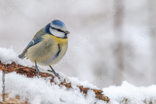 Blue tit in the snowy forest in winters.(Cyanistes caeruleus). © bios48