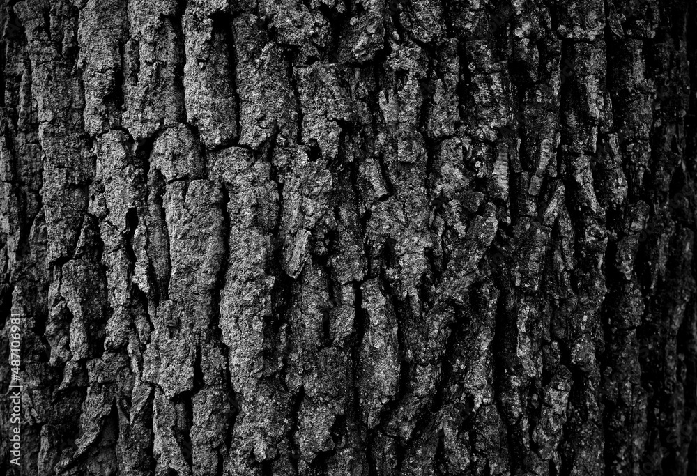 bark of a tree,eiche,borke,rinde bark of a tree,eiche,borke,rinde