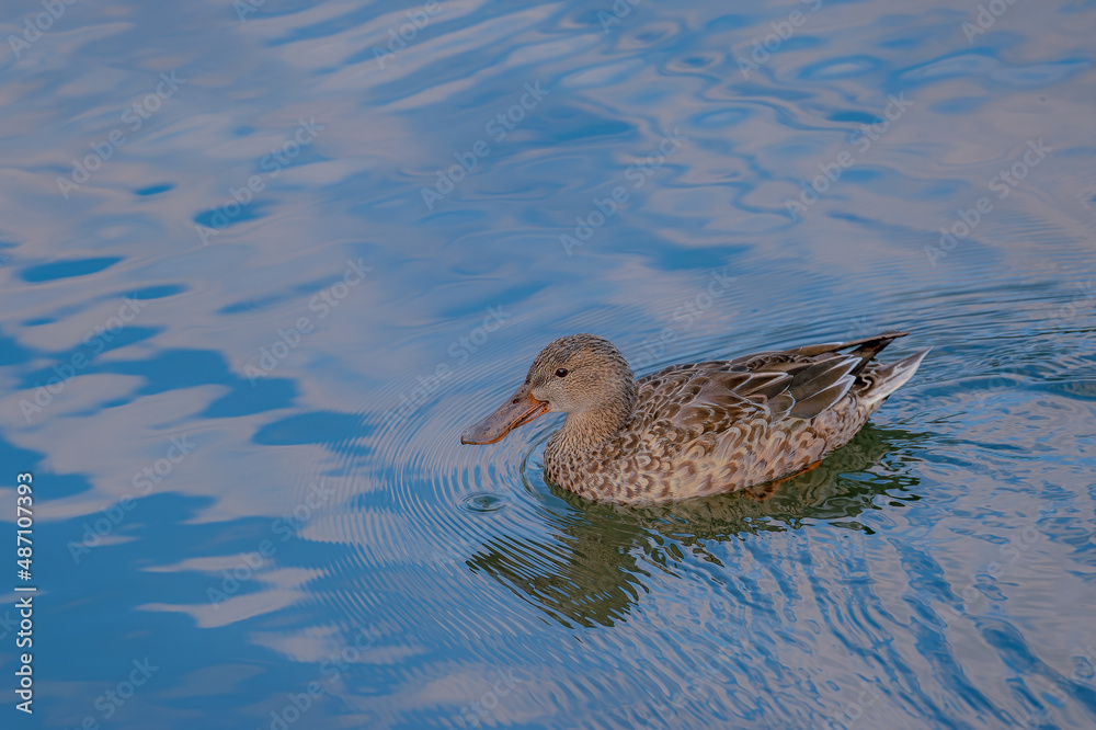 Fototapeta premium 東京都新宿区の大きな公園にいる野鳥