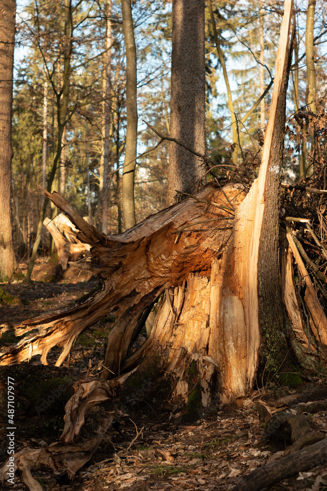 Split large tree trunk in the forest after heavy storm. Day time, sunlight, close up, no people Split large tree trunk in the forest after heavy storm. Day time, sunlight, close up, no people
