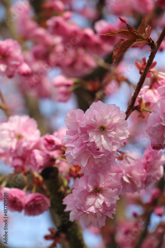 Close up of a blooming sakura tree. Pink flowers against blue sky on a sunny spring day. Upright format. © AmazingPixels