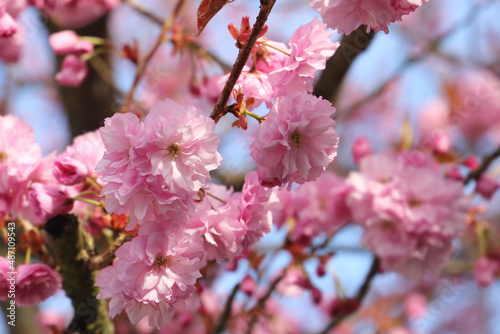 Close up of a blooming sakura tree. Pink flowers against blue sky on a sunny spring day.