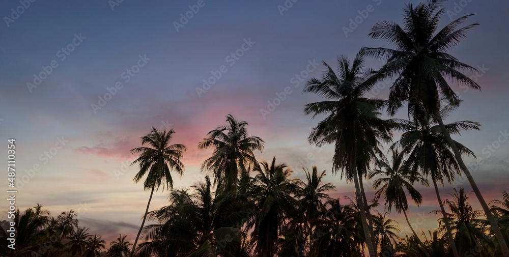 The Silhouette of tropical palm trees with sunset sky background,Summer season time mood concept The Silhouette of tropical palm trees with sunset sky background,Summer season time mood concept