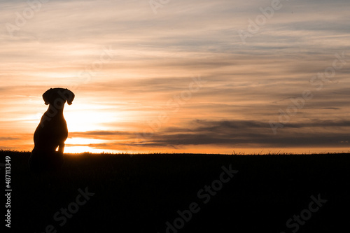 Hund sitzt vor Sonnenauf/-untergang