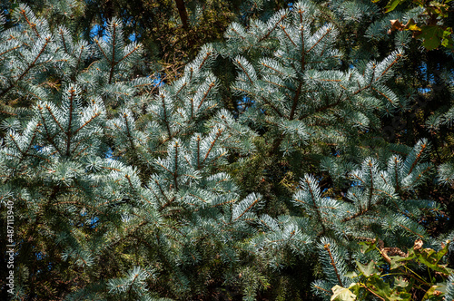 Branch of spruce with fir-needles blue color. Summer photo