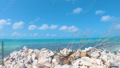 Awesome Pan Of Large Old Group Queen Conch Seashell front of blue water sea in Los Roques Venezuela photo