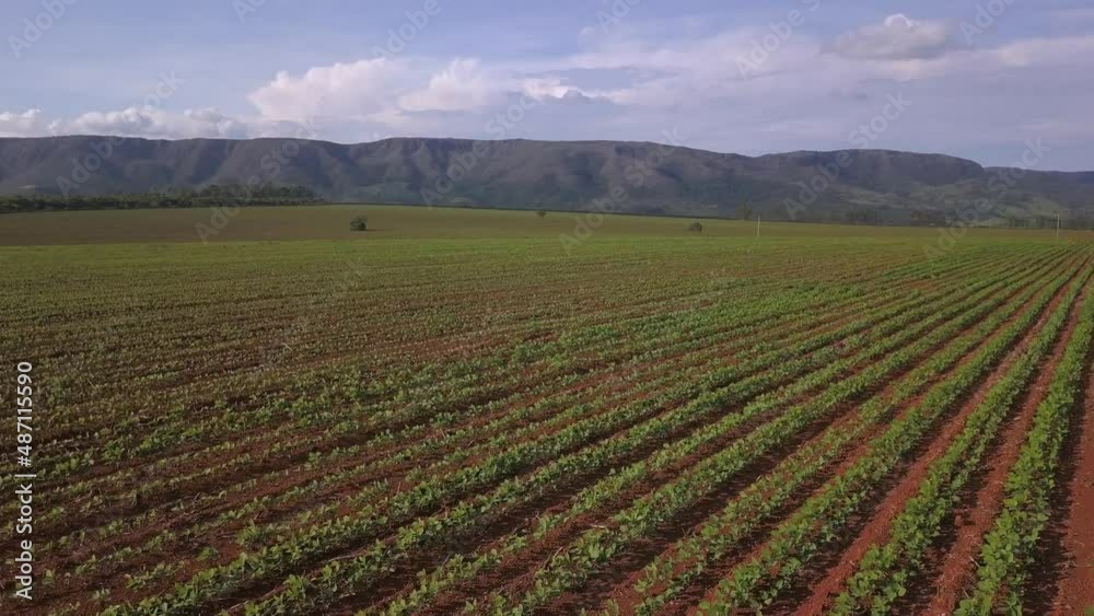 Beautiful drone aerial view of soybean plantation on farm in sunny summer day with mountains in the background. Concept of agriculture, business, monoculture, soy seeds, seed, countryside, rural. Beautiful drone aerial view of soybean plantation on farm in sunny summer day with mountains in the background. Concept of agriculture, business, monoculture, soy seeds, seed, countryside, rural.