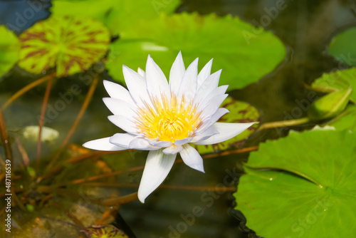 White lily in the warm waters of the pond.