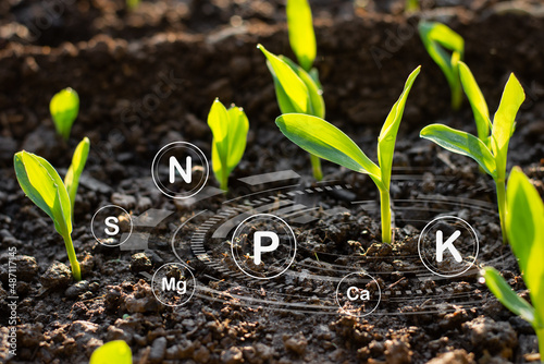Corn sapling growing with technology icons around it, cultivation concept and technology.