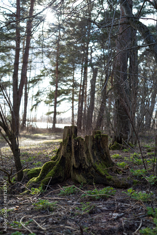 a lonely stump standing in the center of the forest a lonely stump standing in the center of the forest