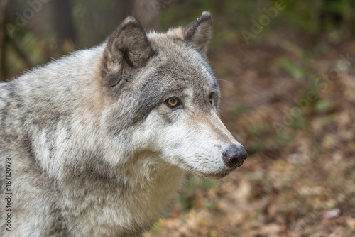 Close-up portrait of a gray wolf  Canis Lupus  also known as Timber wolf 