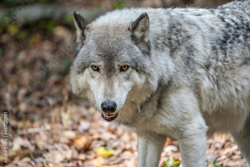 Close-up portrait of a gray wolf  Canis Lupus  also known as Timber wolf in autumn