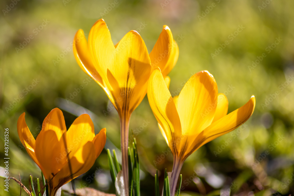 Filigree yellow crocus flower blossoms in green grass are pollinated by flying insects like honey bees or flies in spring time close-up macro with blurred background in garden landscape blooming wild Filigree yellow crocus flower blossoms in green grass are pollinated by flying insects like honey bees or flies in spring time close-up macro with blurred background in garden landscape blooming wild