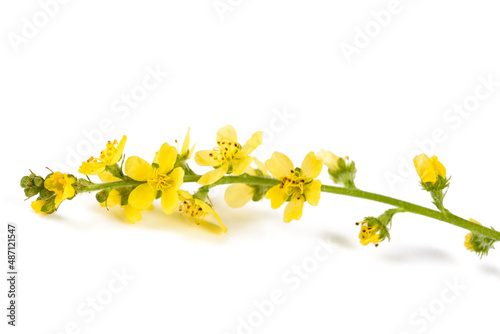 Common agrimony flowers